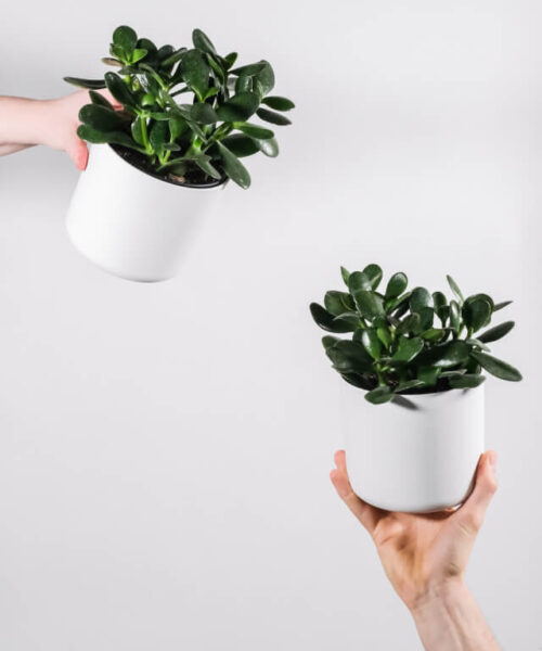 Alternative view of Alma nomada branca